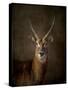 Waterbuck Antelope-Jai Johnson-Stretched Canvas