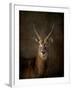 Waterbuck Antelope-Jai Johnson-Framed Giclee Print