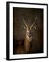 Waterbuck Antelope-Jai Johnson-Framed Giclee Print