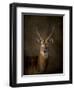 Waterbuck Antelope-Jai Johnson-Framed Giclee Print