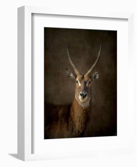 Waterbuck Antelope-Jai Johnson-Framed Giclee Print