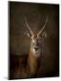 Waterbuck Antelope-Jai Johnson-Mounted Giclee Print