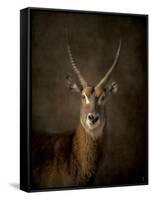 Waterbuck Antelope-Jai Johnson-Framed Stretched Canvas