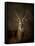 Waterbuck Antelope-Jai Johnson-Framed Stretched Canvas