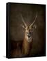 Waterbuck Antelope-Jai Johnson-Framed Stretched Canvas