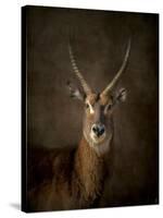 Waterbuck Antelope-Jai Johnson-Stretched Canvas