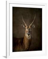 Waterbuck Antelope-Jai Johnson-Framed Giclee Print