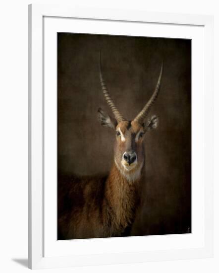 Waterbuck Antelope-Jai Johnson-Framed Giclee Print