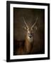 Waterbuck Antelope-Jai Johnson-Framed Giclee Print