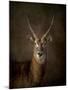 Waterbuck Antelope-Jai Johnson-Mounted Giclee Print