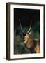 Waterbuck in Morning Sunlight-Paul Souders-Framed Photographic Print