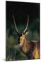 Waterbuck in Morning Sunlight-Paul Souders-Mounted Photographic Print