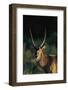 Waterbuck in Morning Sunlight-Paul Souders-Framed Photographic Print