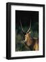 Waterbuck in Morning Sunlight-Paul Souders-Framed Photographic Print
