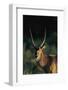 Waterbuck in Morning Sunlight-Paul Souders-Framed Photographic Print