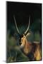 Waterbuck in Morning Sunlight-Paul Souders-Mounted Photographic Print