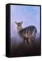 Waterbuck in Winter-Jai Johnson-Framed Stretched Canvas