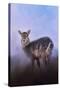 Waterbuck in Winter-Jai Johnson-Stretched Canvas