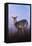 Waterbuck in Winter-Jai Johnson-Framed Stretched Canvas