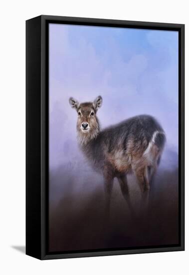 Waterbuck in Winter-Jai Johnson-Framed Stretched Canvas