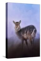 Waterbuck in Winter-Jai Johnson-Stretched Canvas