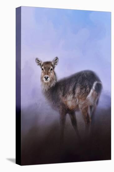 Waterbuck in Winter-Jai Johnson-Stretched Canvas