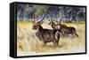 Waterbuck (Kobus Ellipsiprymnus Ellipsiprymnus), Bovidae-null-Framed Stretched Canvas