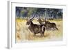 Waterbuck (Kobus Ellipsiprymnus Ellipsiprymnus), Bovidae-null-Framed Giclee Print