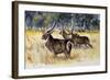 Waterbuck (Kobus Ellipsiprymnus Ellipsiprymnus), Bovidae-null-Framed Giclee Print