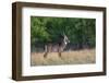 Waterbuck (Kobus ellipsiprymnus) in grassland.-Larry Ditto-Framed Photographic Print