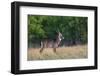 Waterbuck (Kobus ellipsiprymnus) in grassland.-Larry Ditto-Framed Photographic Print