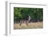 Waterbuck (Kobus ellipsiprymnus) in grassland.-Larry Ditto-Framed Photographic Print