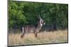 Waterbuck (Kobus ellipsiprymnus) in grassland.-Larry Ditto-Mounted Photographic Print