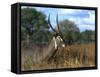 Waterbuck, Kobus Ellipsiprymnus, Khwai River, Botswana, Africa-Thorsten Milse-Framed Stretched Canvas