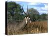 Waterbuck, Kobus Ellipsiprymnus, Khwai River, Botswana, Africa-Thorsten Milse-Stretched Canvas