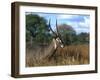 Waterbuck, Kobus Ellipsiprymnus, Khwai River, Botswana, Africa-Thorsten Milse-Framed Photographic Print