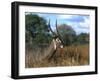 Waterbuck, Kobus Ellipsiprymnus, Khwai River, Botswana, Africa-Thorsten Milse-Framed Photographic Print