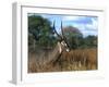 Waterbuck, Kobus Ellipsiprymnus, Khwai River, Botswana, Africa-Thorsten Milse-Framed Photographic Print