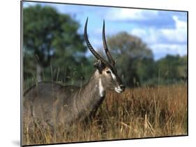 Waterbuck, Kobus Ellipsiprymnus, Khwai River, Botswana, Africa-Thorsten Milse-Mounted Photographic Print