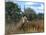 Waterbuck, Kobus Ellipsiprymnus, Khwai River, Botswana, Africa-Thorsten Milse-Mounted Photographic Print