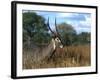 Waterbuck, Kobus Ellipsiprymnus, Khwai River, Botswana, Africa-Thorsten Milse-Framed Photographic Print