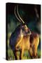 Waterbuck Standing in Tall Grass at Sunrise-null-Stretched Canvas