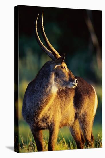 Waterbuck Standing in Tall Grass at Sunrise-null-Stretched Canvas