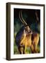 Waterbuck Standing in Tall Grass at Sunrise-null-Framed Photographic Print