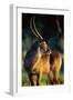 Waterbuck Standing in Tall Grass at Sunrise-null-Framed Photographic Print