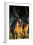 Waterbuck Standing in Tall Grass at Sunrise-null-Framed Photographic Print