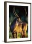Waterbuck Standing in Tall Grass at Sunrise-null-Framed Photographic Print