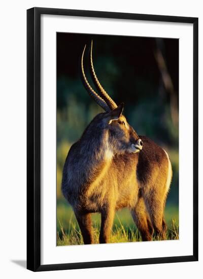 Waterbuck Standing in Tall Grass at Sunrise-null-Framed Photographic Print