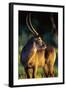 Waterbuck Standing in Tall Grass at Sunrise-null-Framed Photographic Print