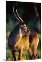 Waterbuck Standing in Tall Grass at Sunrise-null-Mounted Photographic Print